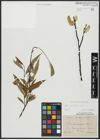 Foto von Salix acutifolia Willd.